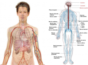 Person Organ & Nervous System Anatomy